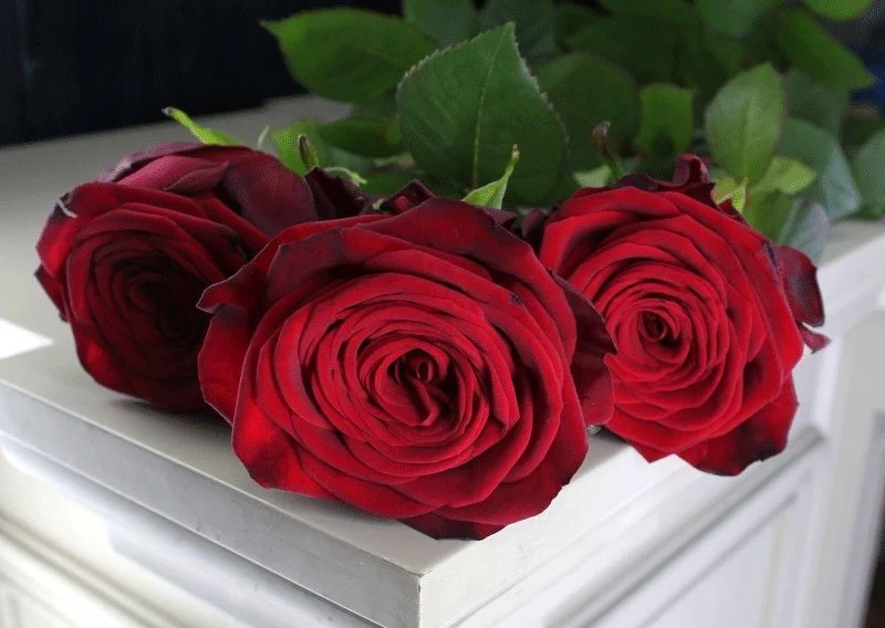 Почему цветы для любимой всегда актуальны: секреты романтических отношений